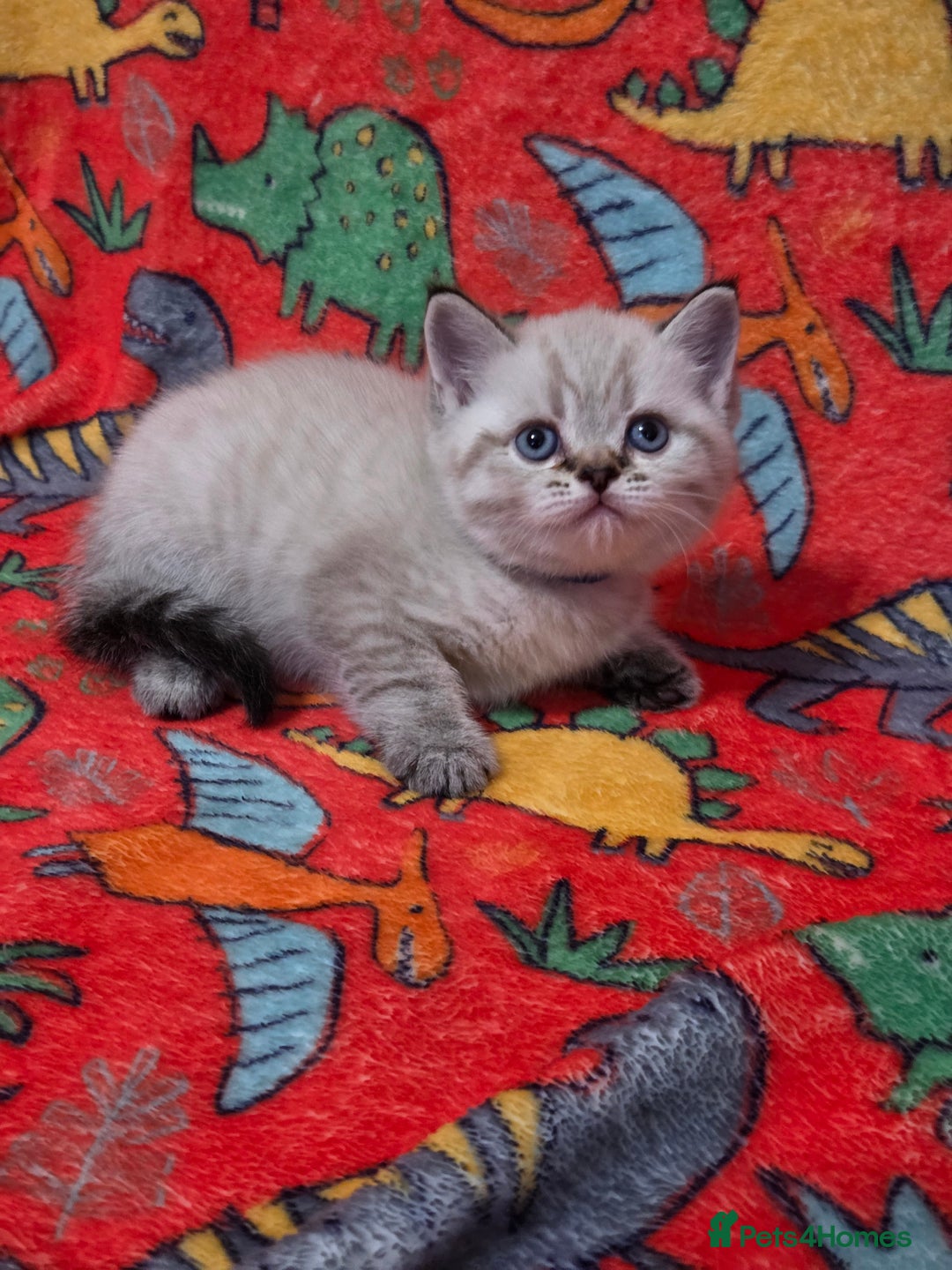Scottish Fold cats for sale: Scottish Fold/Straight Kittens For Sale  - Image 19