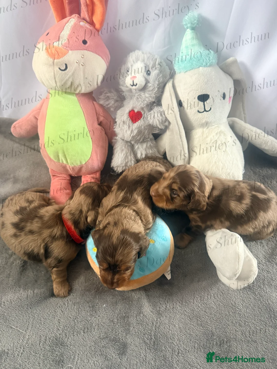 Miniature Dachshund dogs for sale: Longhaired Miniature Dachshunds KC Registered  - Advert 10