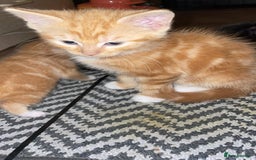 Mixed Breed cats for sale: Cute Adorable Kittens for Sale - Image 3