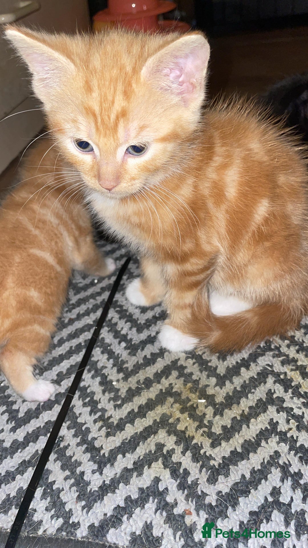Mixed Breed cats for sale: Cute Adorable Kittens for Sale - Image 3