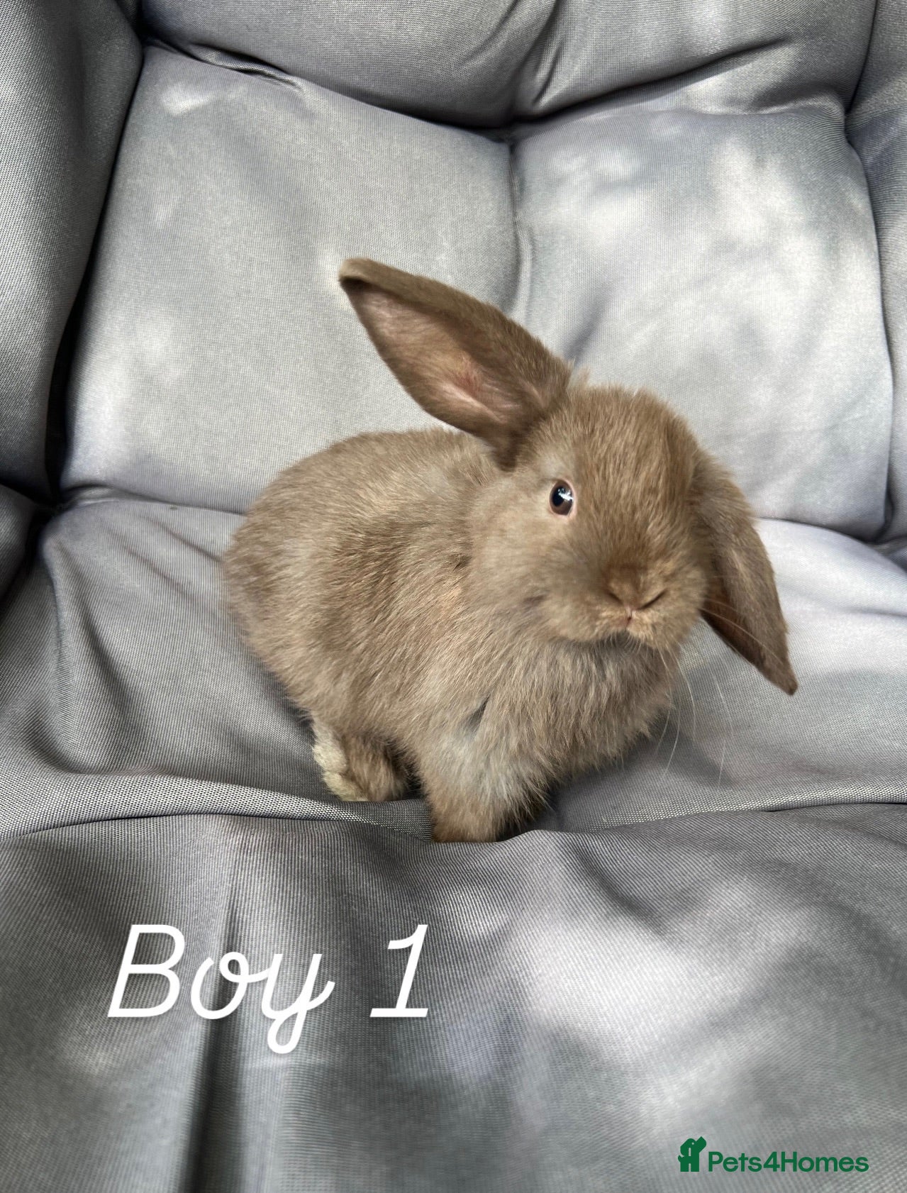 Mini Lop rabbits Mixed mini lop - Advert 1