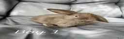 Mini Lop rabbits for sale: Mixed mini lop - Advert 1