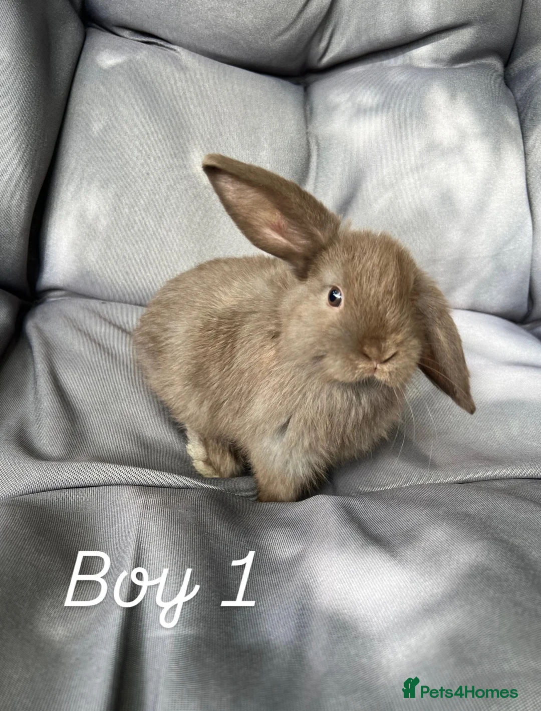 Mini Lop rabbits for sale: Mixed mini lop - Advert 1