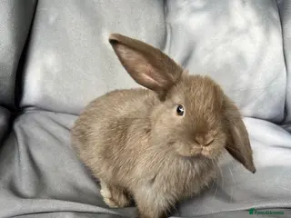 Mini Lop rabbits Mixed mini lop - Advert 1