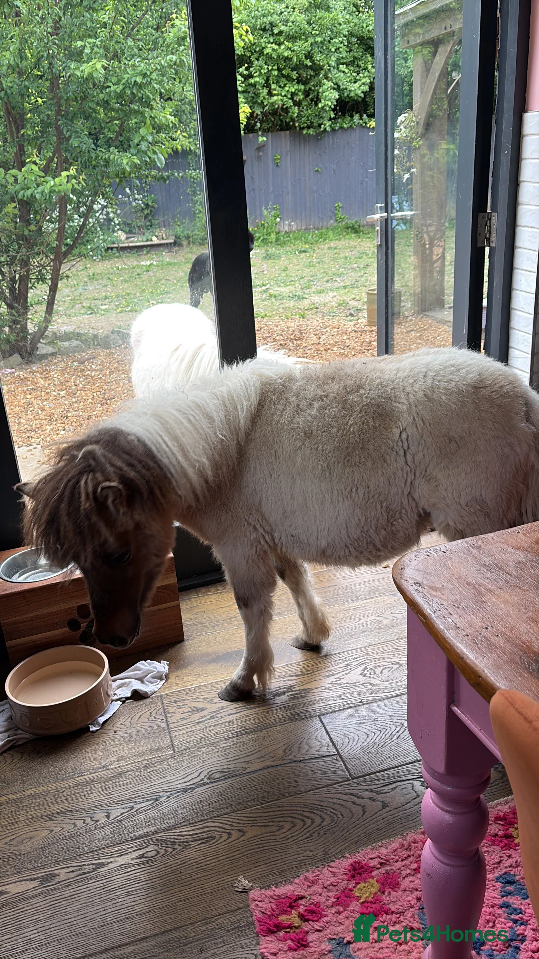 Dartmoor horses for sale: Two mini Shetlands  - Advert 4