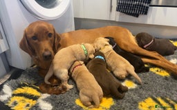 Labrador Retriever dogs for sale: Labrador puppies  - Image 1