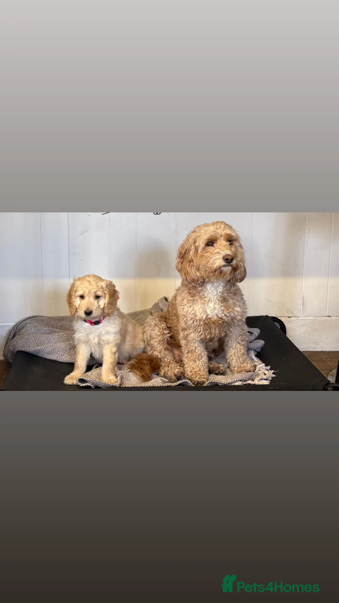 Mixed Breed dogs for sale: Golden Retriever Cockapoo boy puppies - Advert 2