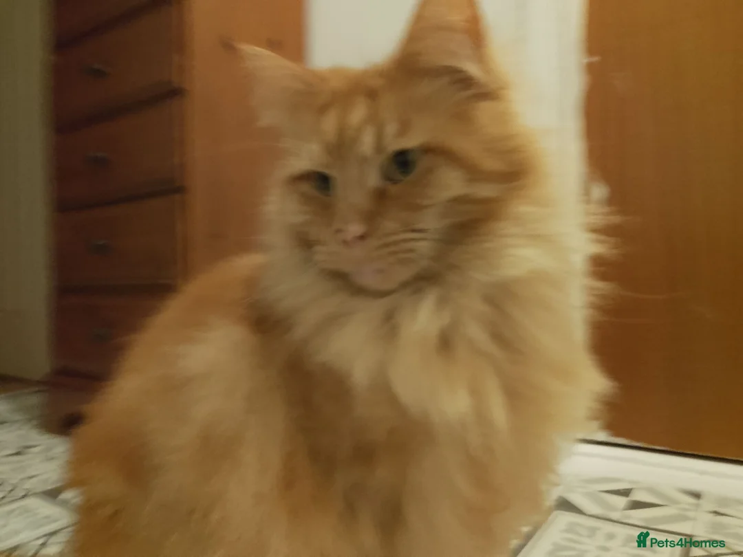 Maine Coon cats for sale: Lovely big ginger male, very loving  - Advert 2