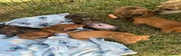 Miniature Dachshund dogs for sale: Beautiful pedigree KC miniature dachshund puppies  in Ilkeston - Advert 6
