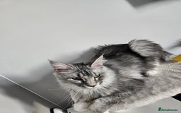 Maine Coon cats for sale: Maine coon male kitten  - Image 4