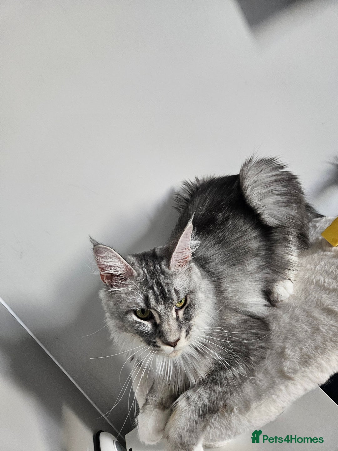 Maine Coon cats for sale: Maine coon male kitten  - Image 4