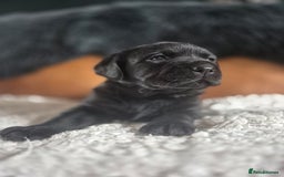 Labrador Retriever dogs for sale: High Quality Black Labrador Puppies - Image 8