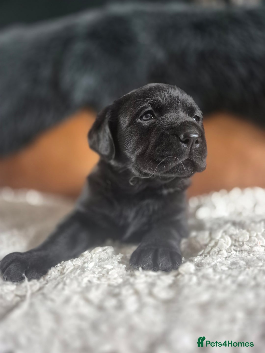 Labrador Retriever dogs for sale: High Quality Black Labrador Puppies - Image 8