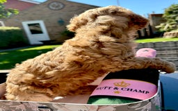 Cockapoo dogs for sale: Mini Cockapoo Puppies Kent - Image 10