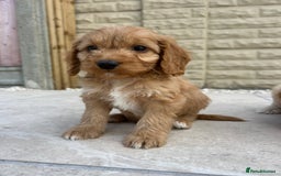 Cockapoo dogs for sale:  🐾F1 Cockapoo Puppies🐾READY NOW🐾 - Image 19