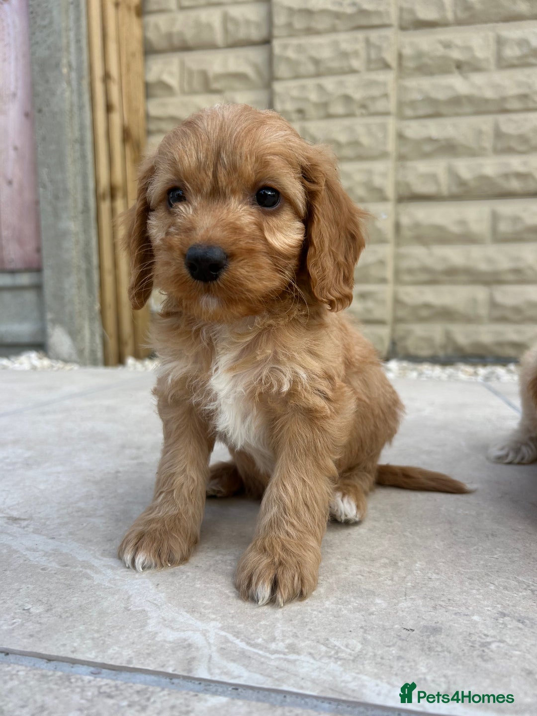 Cockapoo dogs for sale:  🐾F1 Cockapoo Puppies🐾READY NOW🐾 - Image 19