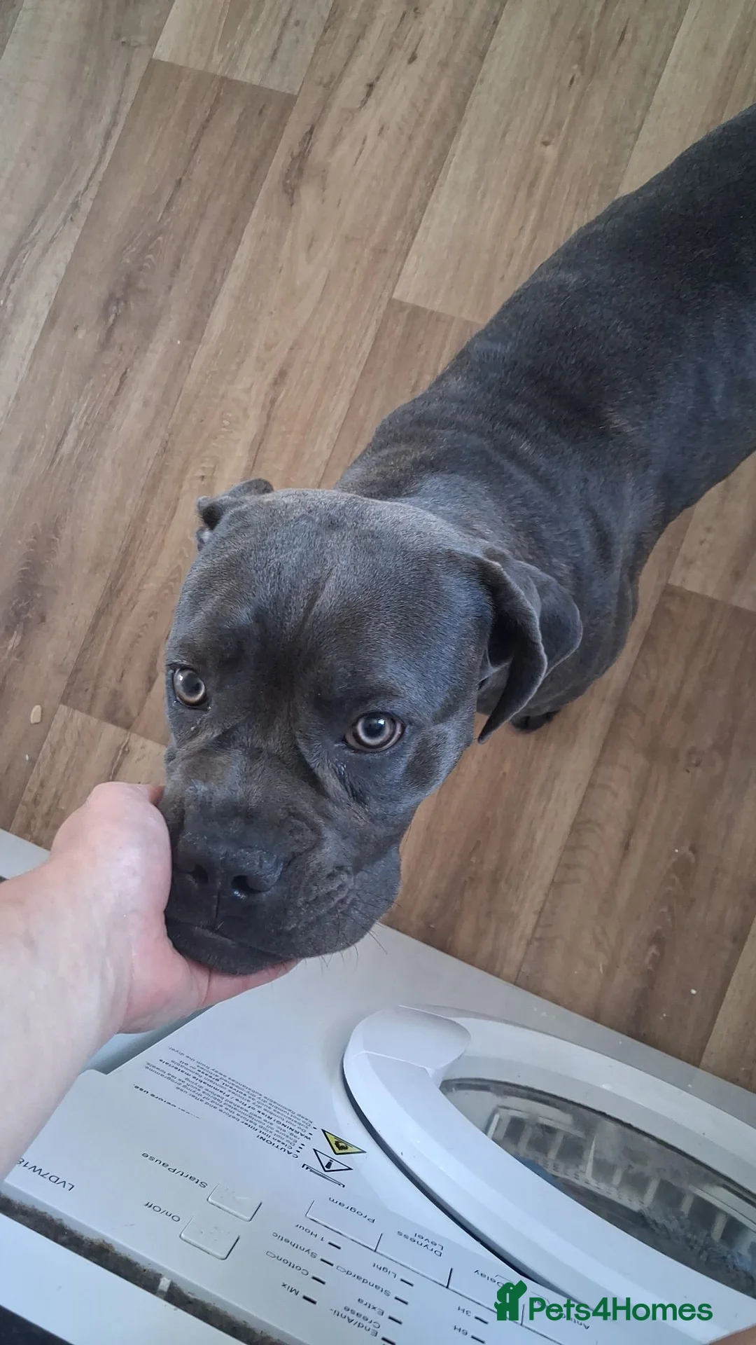 Cane Corso dogs for sale: Female cane corso  - Advert 1