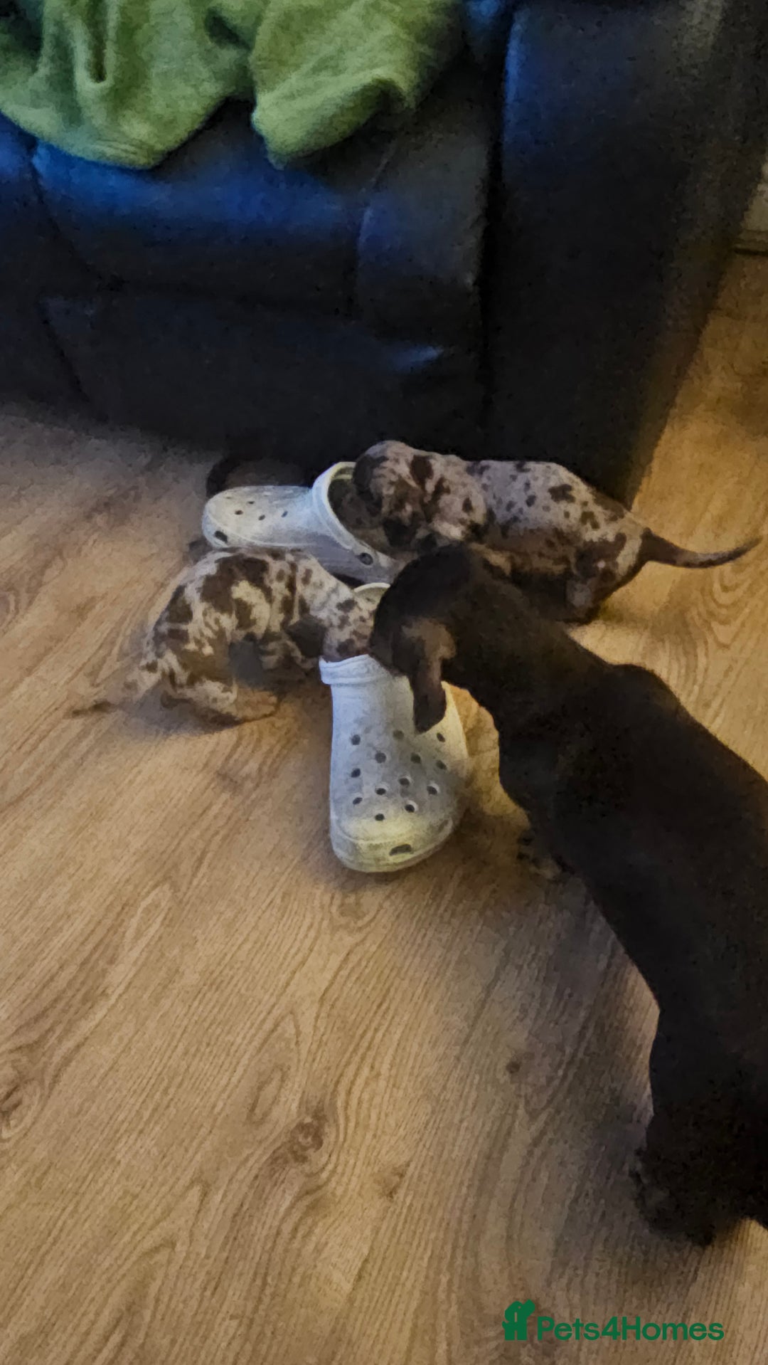 Miniature Dachshund dogs for sale: Two Beautiful Boys - Advert 7