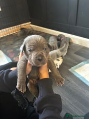 Cane Corso Puppy 2