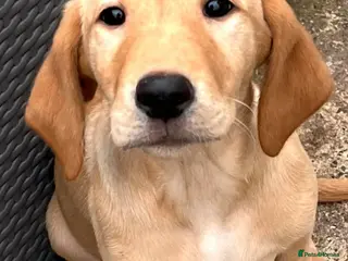 Labrador Retriever dogs Beautiful litter of labradors - Advert 10