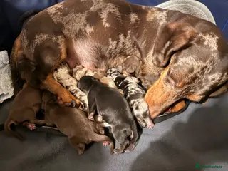 Dachshund dogs 🤎Tweenie Dachshunds🤎 - Advert 9