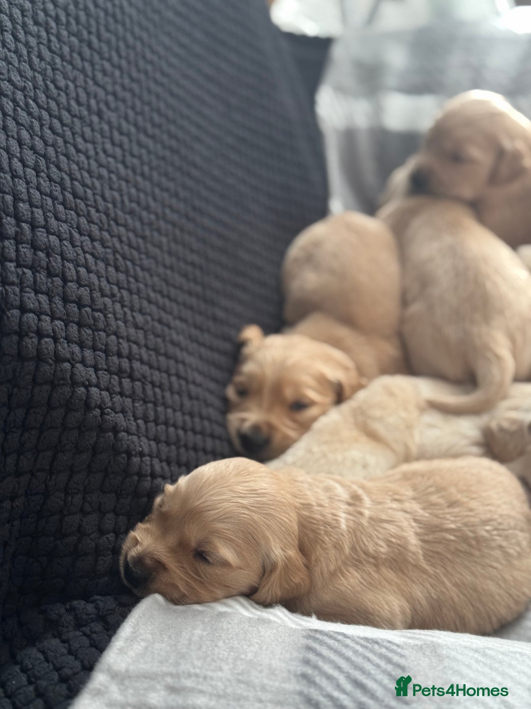 Golden Retriever dogs for sale: Stunning Showline Golden Retrievers 🐾  - Image 5