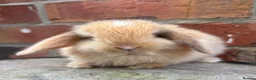 Mini Lop rabbits for sale: Pedigreed pure bred mini lops  - Advert 2