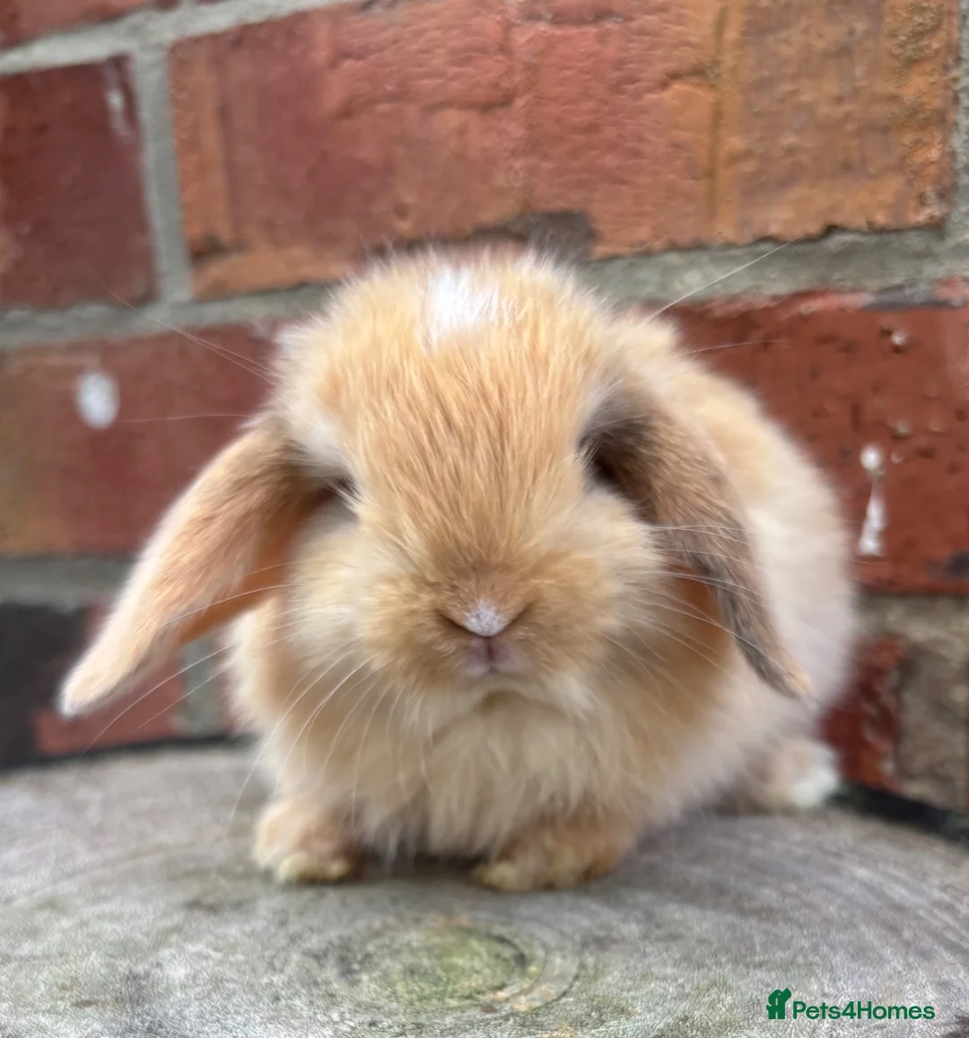 Mini Lop rabbits for sale: Pedigreed pure bred mini lops  - Advert 2