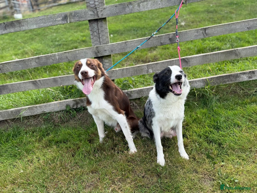 Border Collie dogs for sale: Ready to Leave Border Collie Puppies  - Image 9