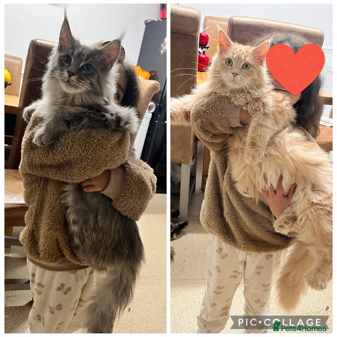 Maine Coon cats for sale: 2 boys (PET ONLY) - Advert 2