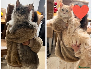 Maine Coon cats Last 2 boys left (PET ONLY) - Advert 18