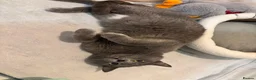 Russian Blue cats for sale: Meet beautiful Rupert - Advert 2