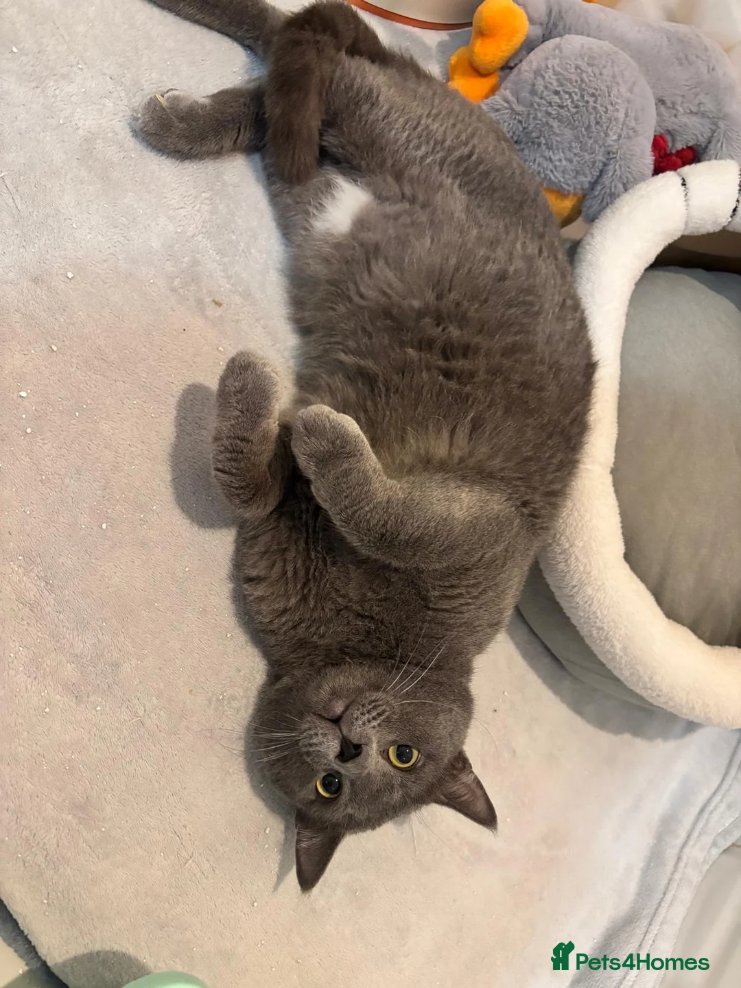 Russian Blue cats for sale: Meet beautiful Rupert - Advert 2