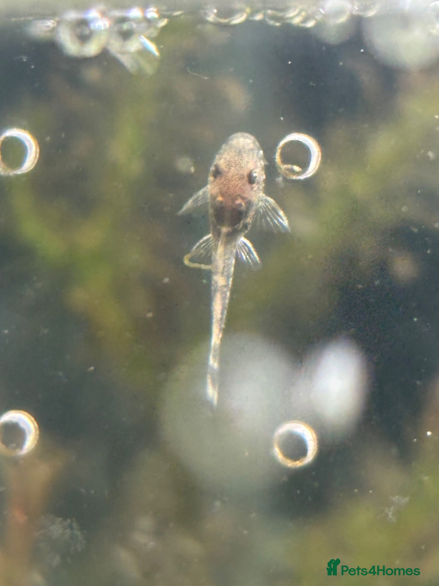 Plecos fish 4 baby pleco - Advert 1