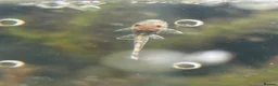 Plecos fish for sale: 4 baby pleco in Preston - Advert 1