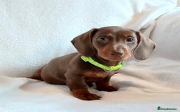 Miniature Dachshund dogs for sale: Mini dachshund pups (health clear) - Image 2