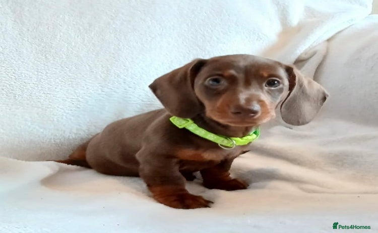 Miniature Dachshund dogs - Advert 1