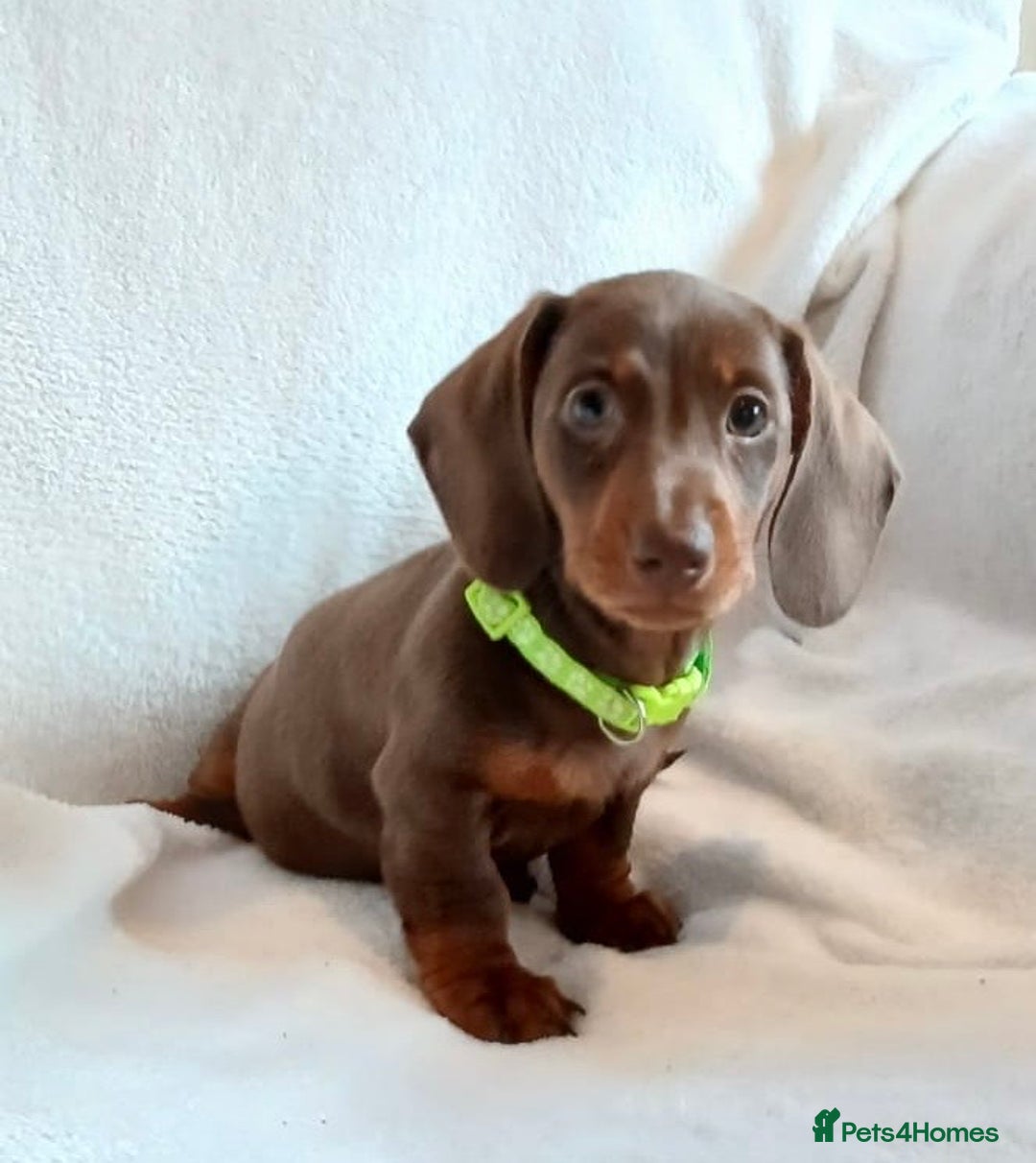Miniature Dachshund dogs for sale: Mini dachshund pups (health clear) - Image 2