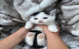 Domestic Shorthair cats for sale: One kitten and one cat (not related  - Image 1