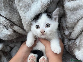 Domestic Shorthair cats for sale - Advert 1