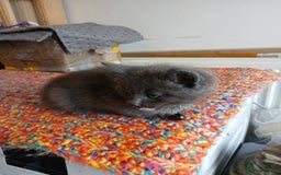 Mixed Breed cats for sale: 3 [remaining] girl kittens looking for new homes - Image 5