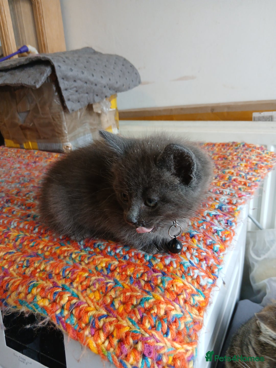 Mixed Breed cats for sale: 3 [remaining] girl kittens looking for new homes - Image 5