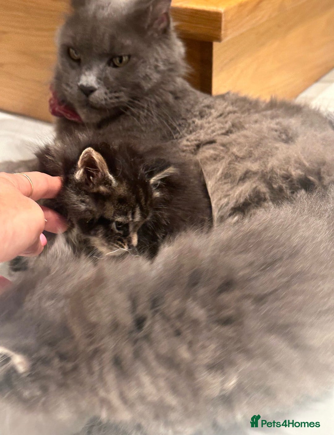 Maine Coon cats for sale: Stunning Mainecoon Kittens - Advert 12