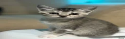 Scottish Fold cats for sale: Scottish straight cross kittens  - Advert 5
