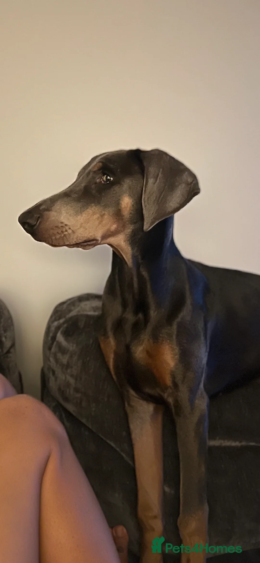Dobermann dogs for sale: Blue female Doberman 6 months old - Advert 12