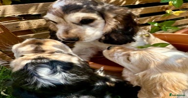 Cocker Spaniel dogs - Advert 13