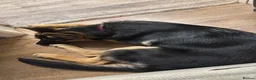 German Shepherd dogs for sale: Female Black and Tan bitch - Advert 2