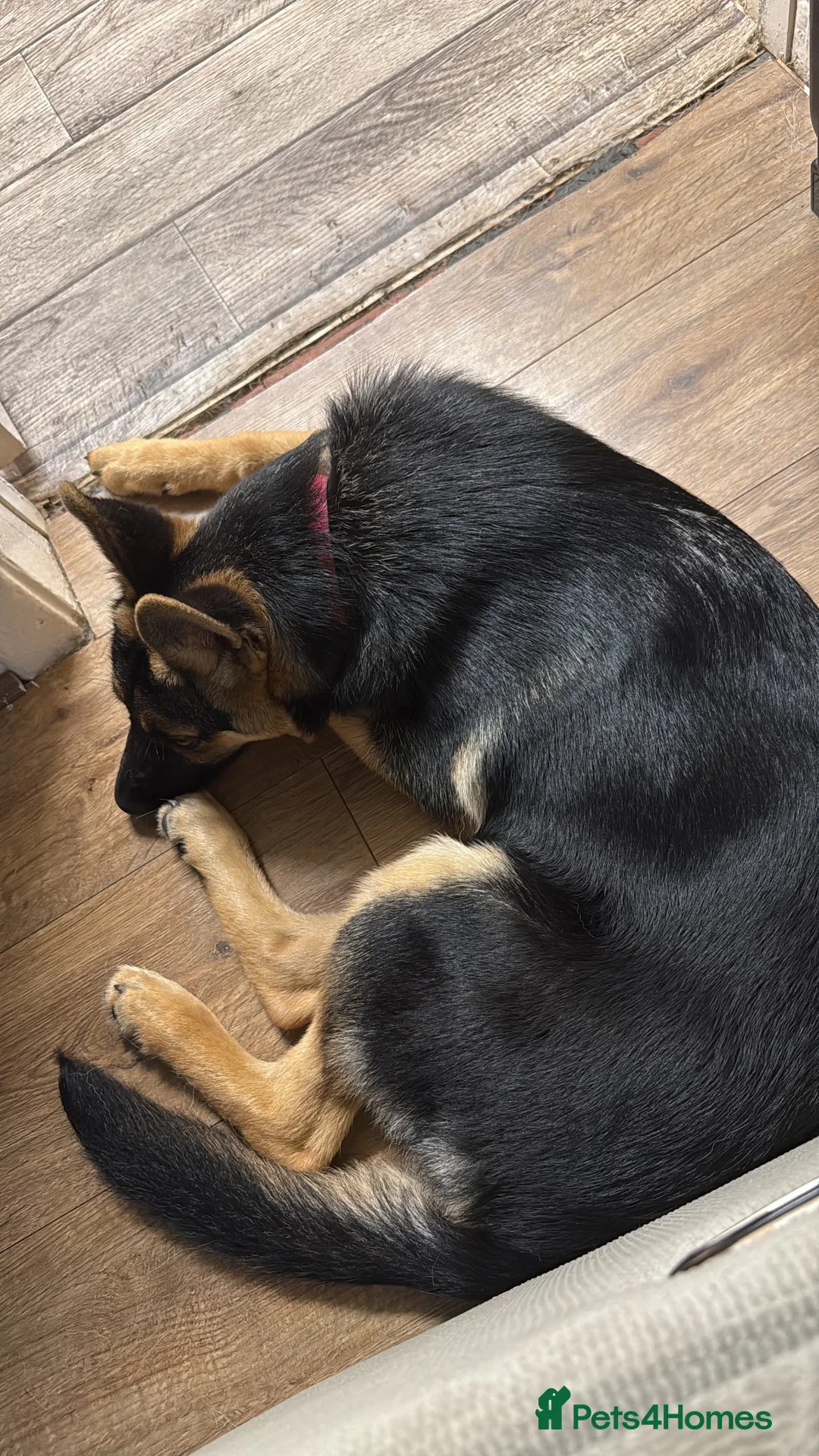 German Shepherd dogs for sale: Female Black and Tan bitch - Advert 2