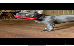 French Bulldog dogs for sale: French bulldog 3 year old  - Image 3
