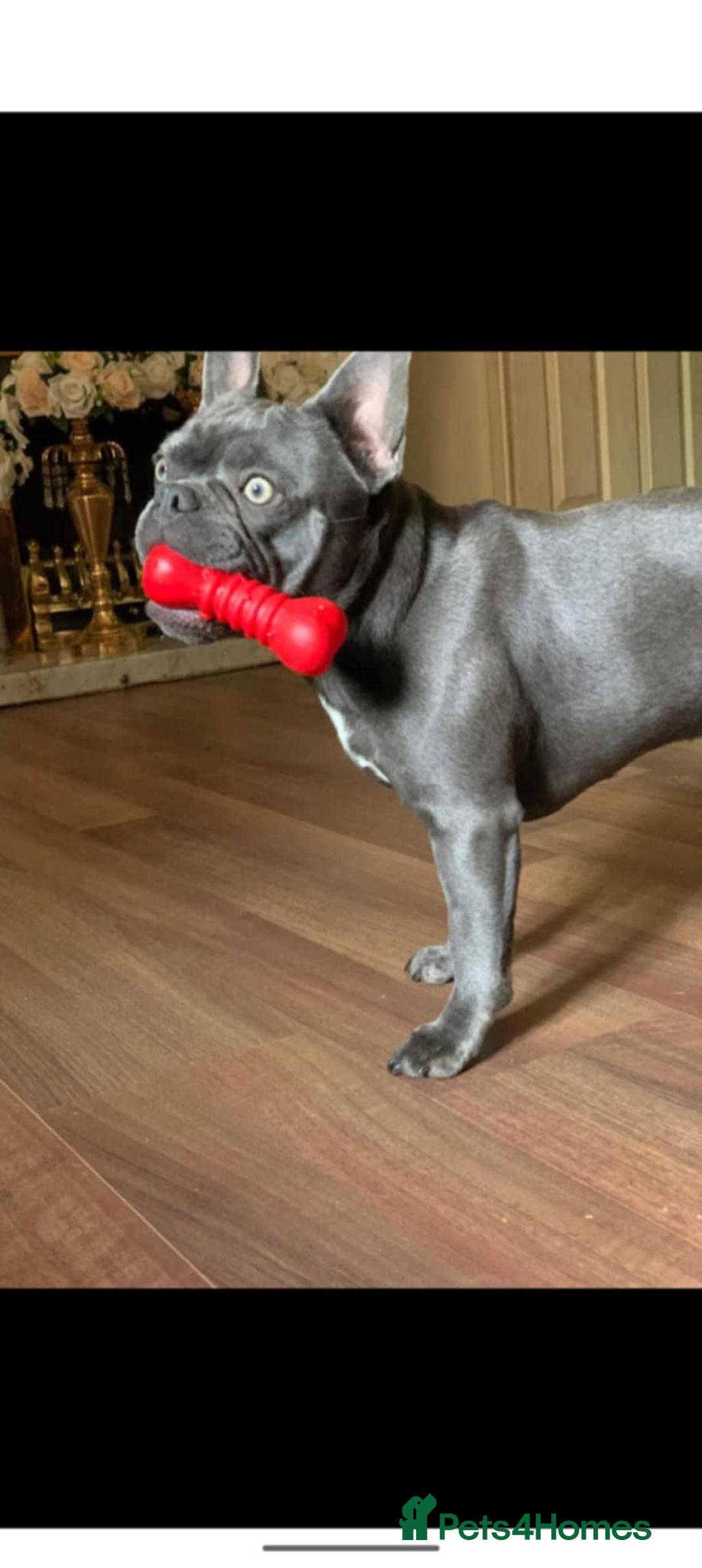 French Bulldog dogs for sale: French bulldog 3 year old  - Image 3